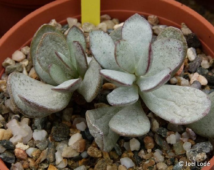 Adromischus umbraticola ©JLcoll.4893